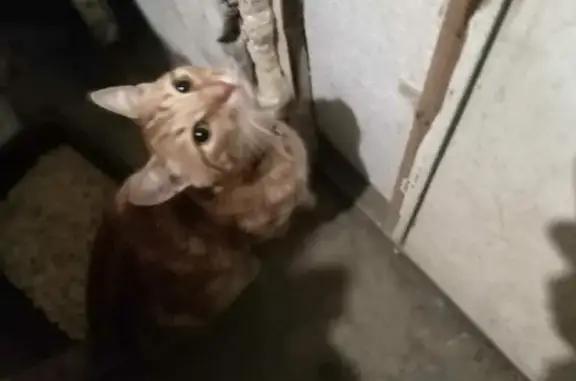 Найден кот с ошейником в Телищево