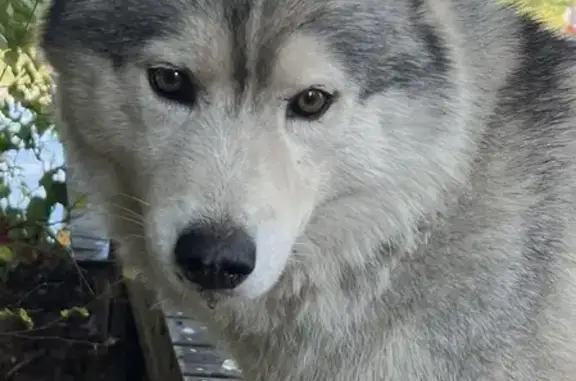 Найдена собака, Москва, фото: Найдена Хаски в поселении Первомайское, Москва