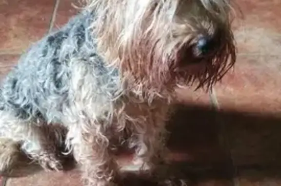 Найденные животные Ростов-на-Дону, фото: Собака Йоркширского терьера найдена в Ростове-на-Дону, Векторный переулок