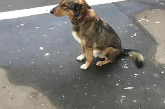 Найдена собака на станции 50 км в Истре