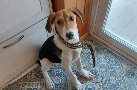 Собака найдена на Вогрэсовской дамбе, Воронеж