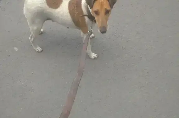 Найдена собака в Таганроге, ищем хозяев