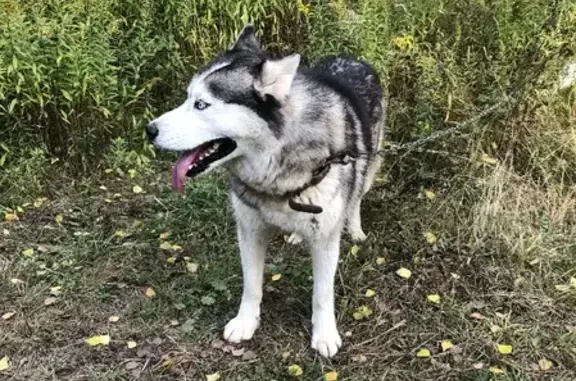 Собака с ошейником найдена в Ясной Поляне