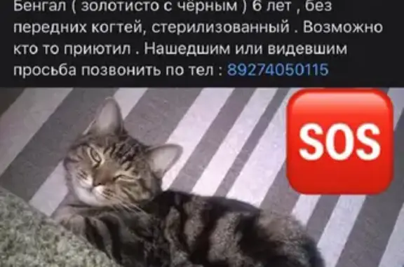 Пропала кошка на улице 17, Казань