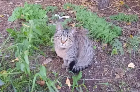 Найден полосатый котик с ошейником на ул. Партизана Железняка, Красноярск