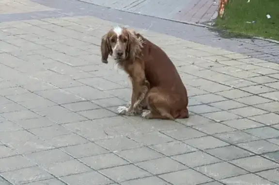 Найдена собака на остановке м-н Даниловский, проспект Мира, Сургут