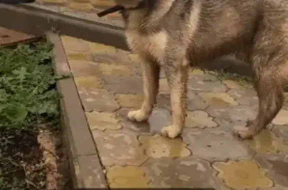Собака Хаски найдена на Садаковском.