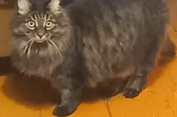 Найден кот Мурзик ищет дом в Казани 🐈