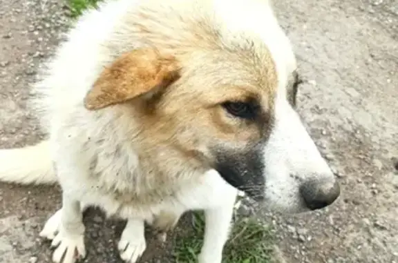 Пропала собака Джек в Старниково