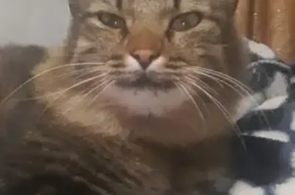 Кошки потеряшки, Брянск, фото: Потеряшка кошка Марсик на улице Запорожская, Брянск