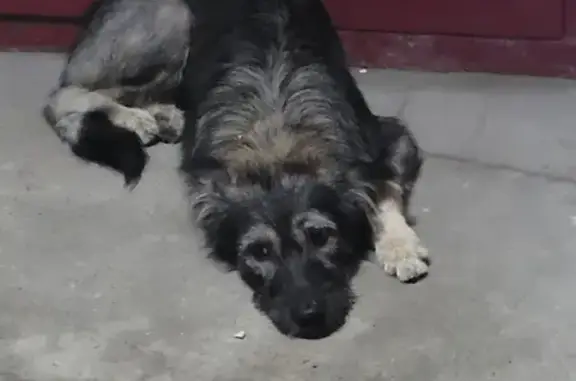 Найдена собака на улице Батюшкова, 2 - срочно нужна помощь!
