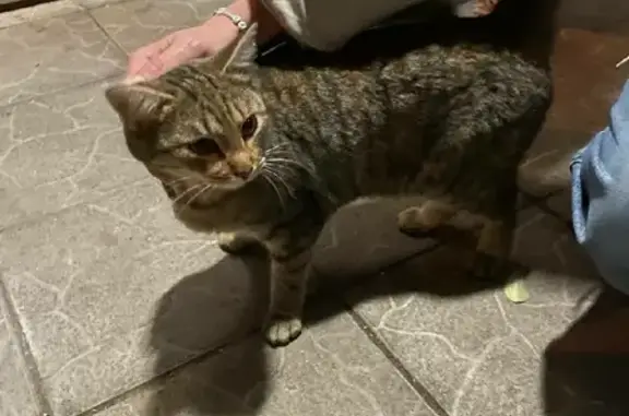 Найдена кошка возле Пулковской, Москва