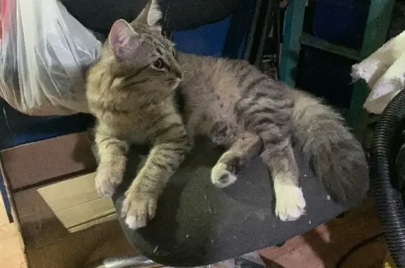 Кошки потеряшки, Москва, фото: Потеряшка кошка на Бирюлёвской 15 в Москве