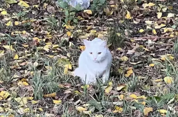 Найдена молодая кошка на ул. Звёздной, Серпухов