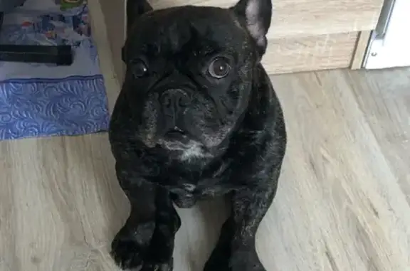 Собаки потеряшки, Санкт-Петербург, фото: Потеряшка французский бульдог на пр. Наставников, 44 к1