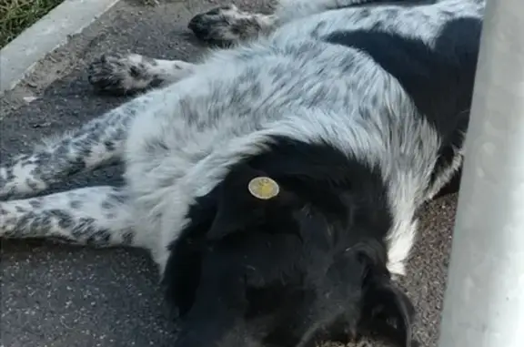 Чипированная собака ждёт хозяина на остановке Московское шоссе