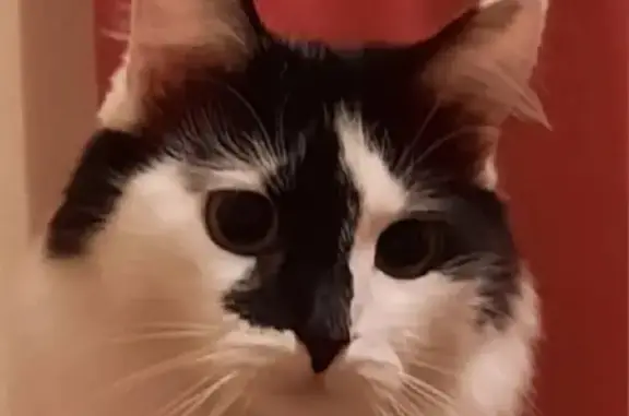 Кошки потеряшки, Киров, фото: Потеряшка кошка на улице Кирова, 71