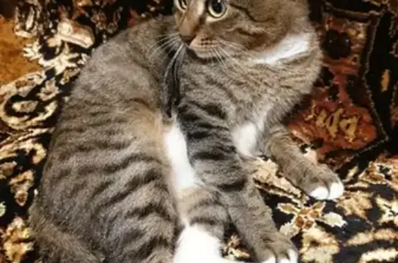 Пропала кошка Барсик на улице Есенина, 9