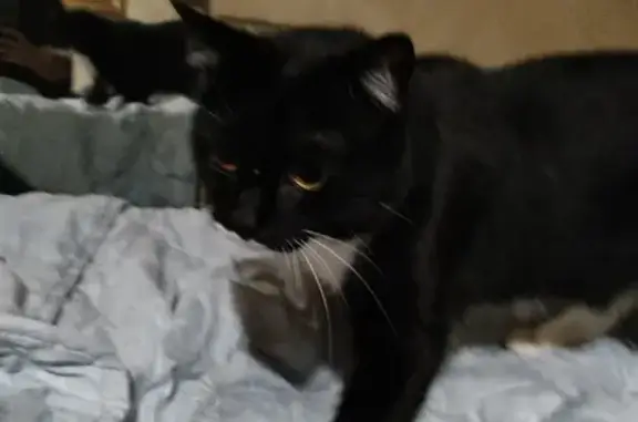 Найдена кошка, Омск, фото: Кошка найдена на 3-й Транспортной улице, г. Омск