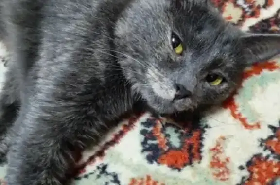 Пропала домашняя кошка Уся, ул. Дзержинского, 25