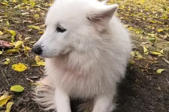 Найдена белая собака на Краснобогатырской, ищет хозяина