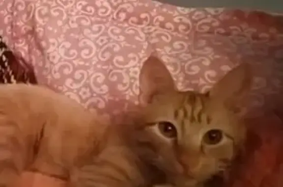 Кошки потеряшки, Москва, фото: Потеряшка кошка Рыжик, Москва, Коломенский проезд 21.