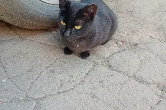Найдена кошка на 50 лет Профсоюзов 113а