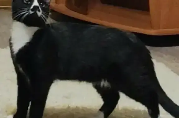 Кошки потеряшки, Смоленск, фото: Потеряшкаи две кошки на ул. Попова, 14А, Смоленск