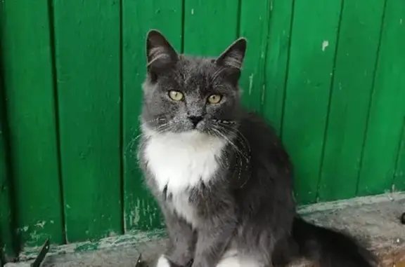 Найдена кошка в поселке Снегири на улице Тургенева, 14