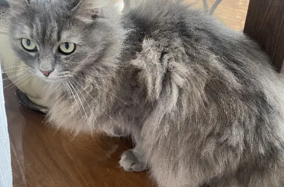 Потерянные животные Санкт-Петербург, фото: Пропала кошка Слива на улице Маяковского, СПб