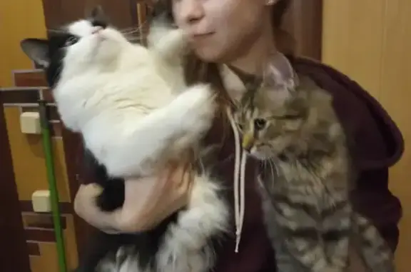 Потерянные животные Набережные Челны, фото: Пропала кошка Котёнок, 18 сентября, Набережные Челны