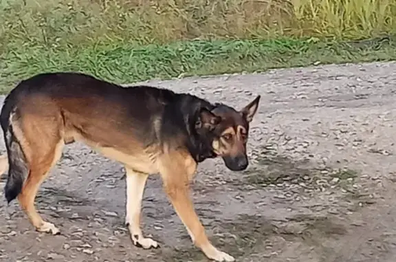 Собака найдена на ул. Стадионная, 4 в Малоярославце