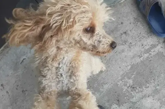 Найдена собака на Розовой улице, Астрахань
