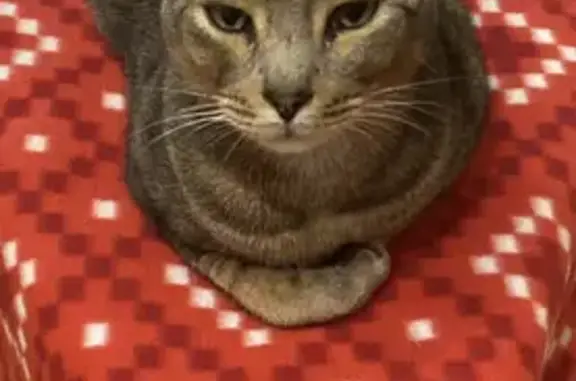 Кошки потеряшки, Москва, фото: Потеряшка кот Бусик на Аминьевском шоссе, 22 в Москве