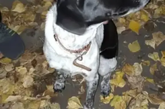 Найдена собачка на ул. Ворошилова, Ангарск