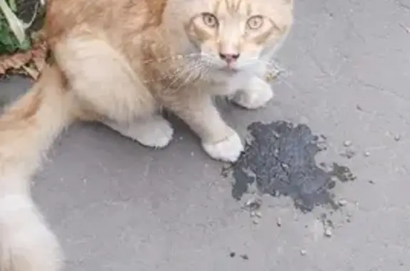 Пропала кошка Мейн-кун на ул. Партизан, 35 в Коломне