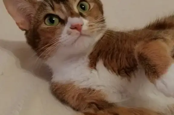 Потерянные животные Новосибирск, фото: Пропала кошка Шани в Бердске, микрорайон Северный