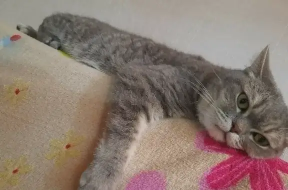 Кошки потеряшки, Санкт-Петербург, фото: Потеряшка кошка Бася на Ветеранов, СПб, вознаграждение!