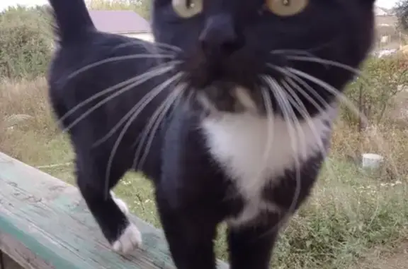 Найдена черная кошка с белыми деталями в Саратове