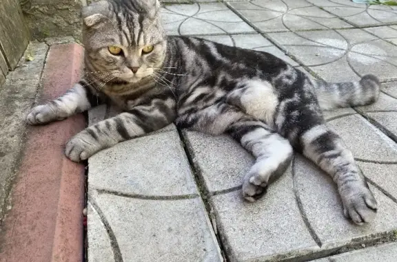 Пропала кошка Маруся в Мележах, Владимирская область