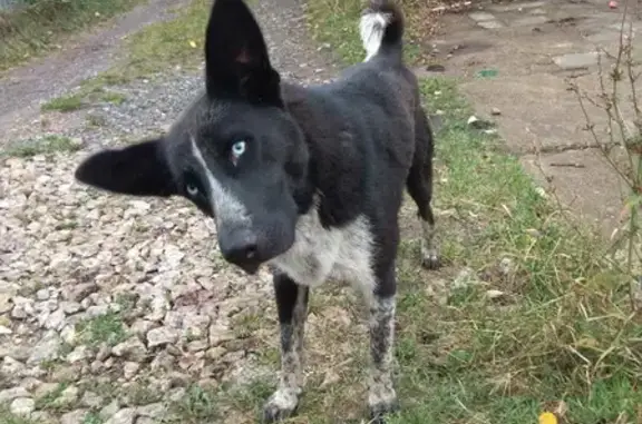 Найдена собака в Старомусинском сельсовете на Р-240