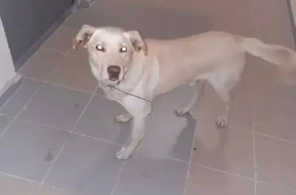 Найдена ласковая собака на пр. Дериглазова, Курск