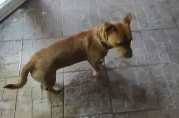 Найдена собака в ТЦ Житомир, ул. 25 Сентября, 60