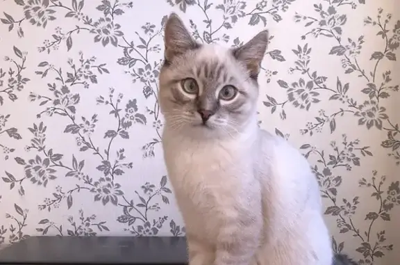 Потерянные животные Новосибирск, фото: Пропала кошка на Пархоменко, 118 в Новосибирске