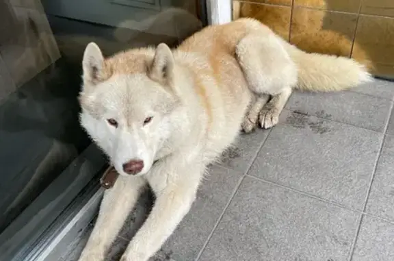 Найдена собака на Малой Красносельской, 14, Москва