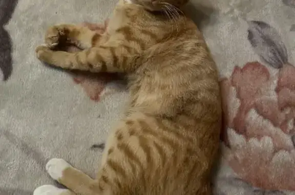 Найден рыжий котик на Проезде Первопроходцев, Сургут