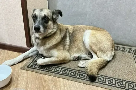 Найдена собака на ул. Андропова в Ступино