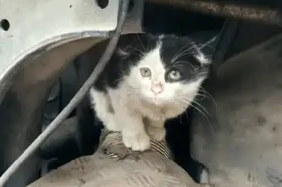 Найдена черно-белая кошка на Центральной, Уфа