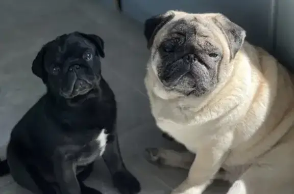 Собаки потеряшки, Тверь, фото: Потеряшка мопс на 1-й Интернациональной улице, Тверь