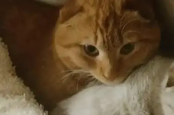 Пропала кошка на пр. Шахтёров, 23, Рыжий с белыми полосами, хромает на заднюю лапу